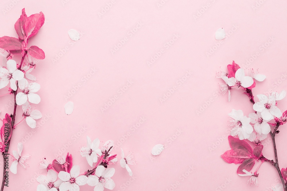 Cherry tree blossom. April floral nature and spring sakura blossom on soft pink background. Banner for 8 march, Happy Easter with place for text. Springtime concept. Top view. Flat lay.