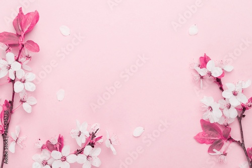Cherry tree blossom. April floral nature and spring sakura blossom on soft pink background. Banner for 8 march, Happy Easter with place for text. Springtime concept. Top view. Flat lay. © Maksym