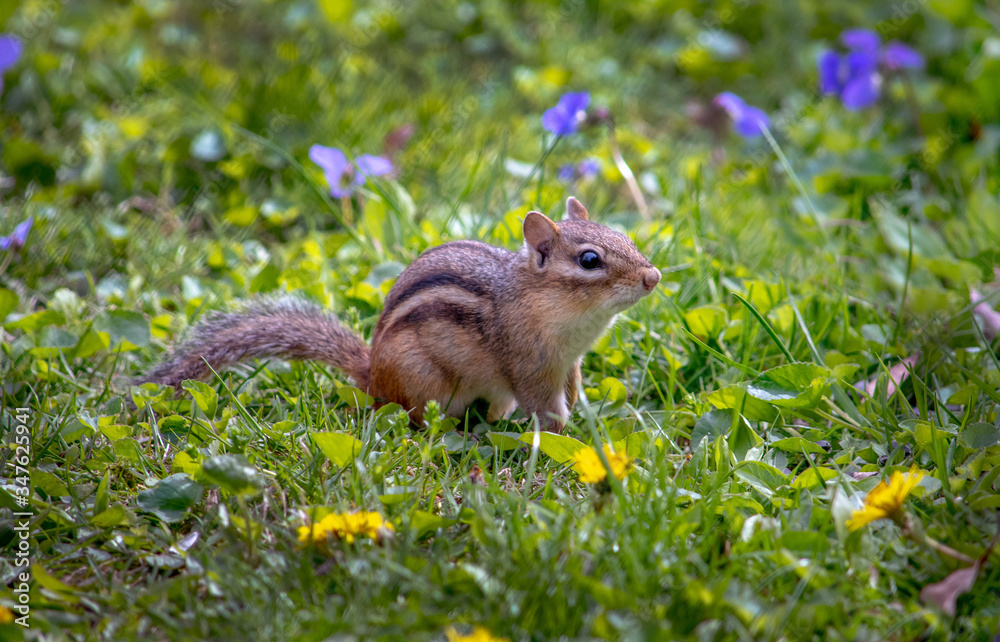 Obraz premium Striped chipmunk in a pretty springtime garden