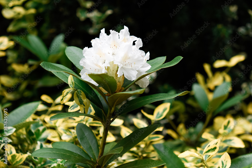 Obraz premium Blooming azalea tree, springtime