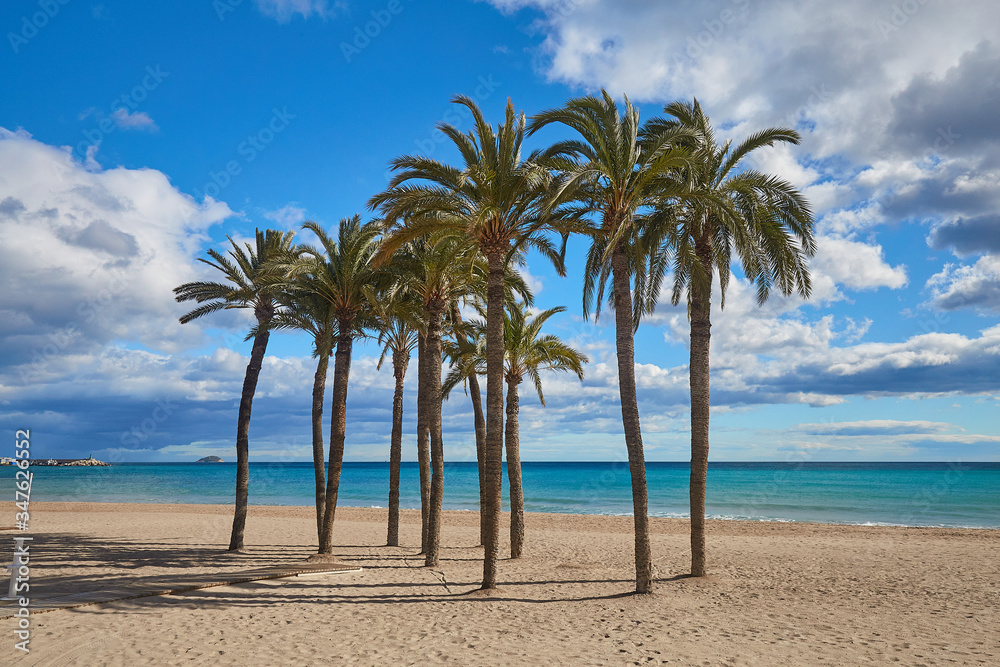 Palm trees on the beach against the background of the sea and blue sky with beautiful clouds in the sun. Villajoyosa, Spain Palm trees on the beach against the background of the sea and blue sky with beautiful clouds in the sun. Villajoyosa, Spain