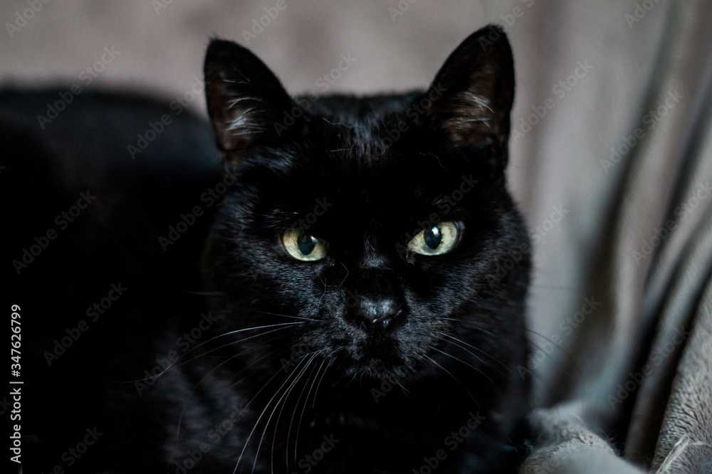 Miradas de un gato negro