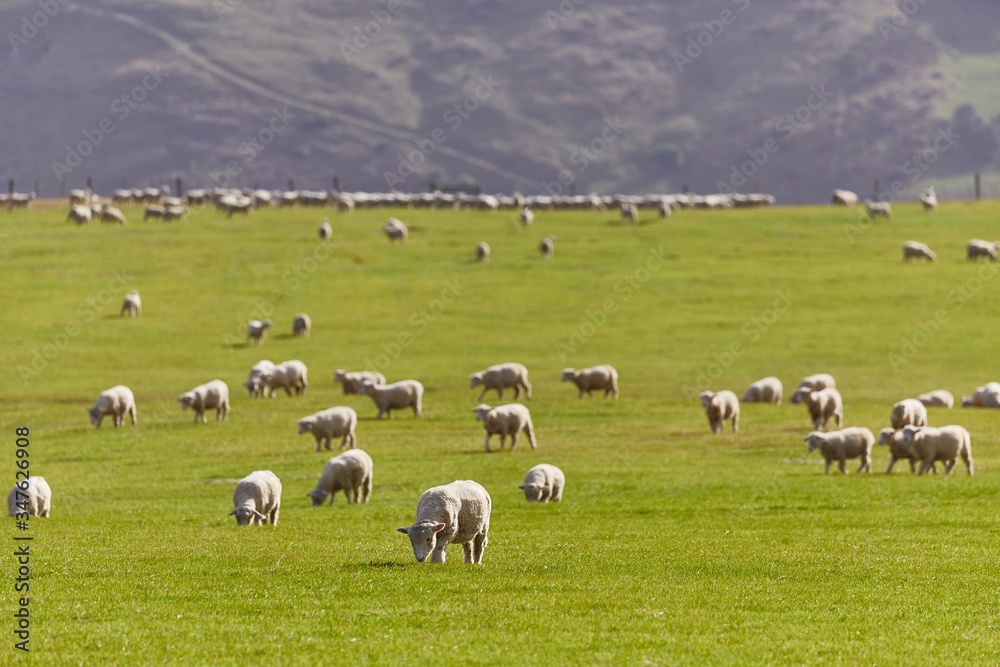 Sheep grazing on agreen field