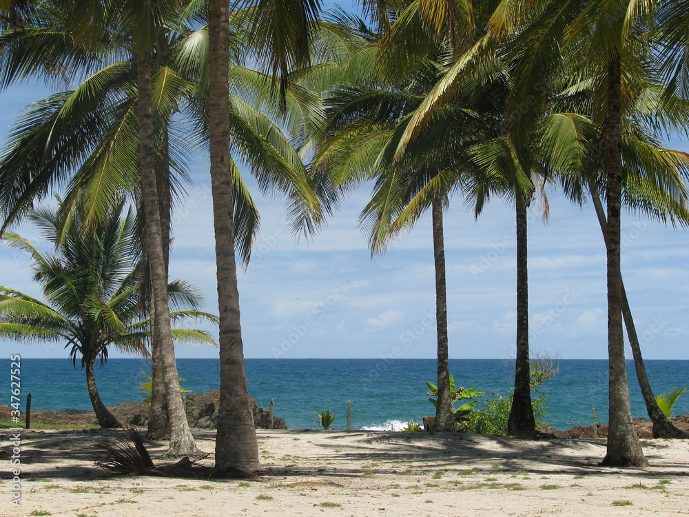 custom made wallpaper toronto digitalCoconut trees on the beach in brazil, on a sunny day