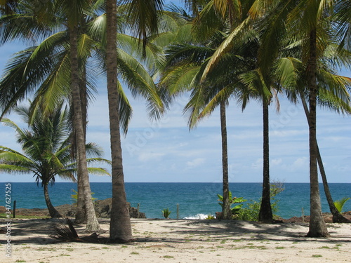Coconut trees on the beach in brazil, on a sunny day