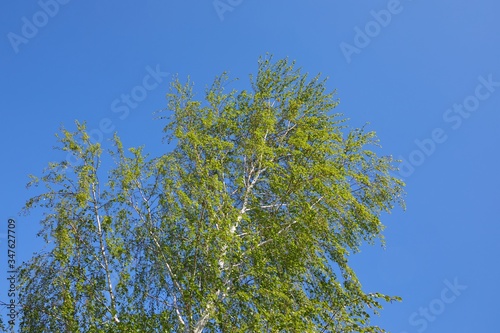 Fotografija Green leaves of a tree