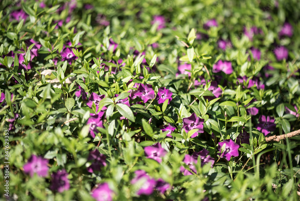 The charming periwinkle. Periwinkle flowers (Vinca minor) blooming in the spring garden. The charming periwinkle. Periwinkle flowers (Vinca minor) blooming in the spring garden.