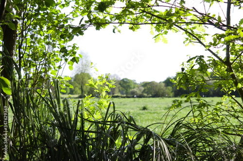 Yellow plants in spring