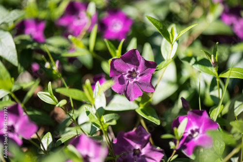 The charming periwinkle. Periwinkle flowers (Vinca minor) blooming in the spring garden.