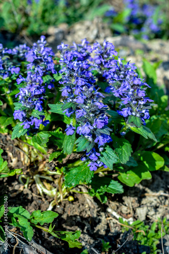 Ajuga genevensis stem with blue flowers. Herbaceous flowering plant native to Europe. photo