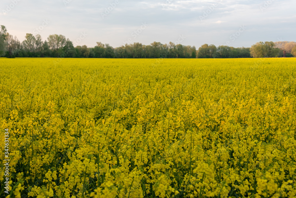 Yellow field of rape in Poland. Selective focus. Yellow field of rape in Poland. Selective focus.