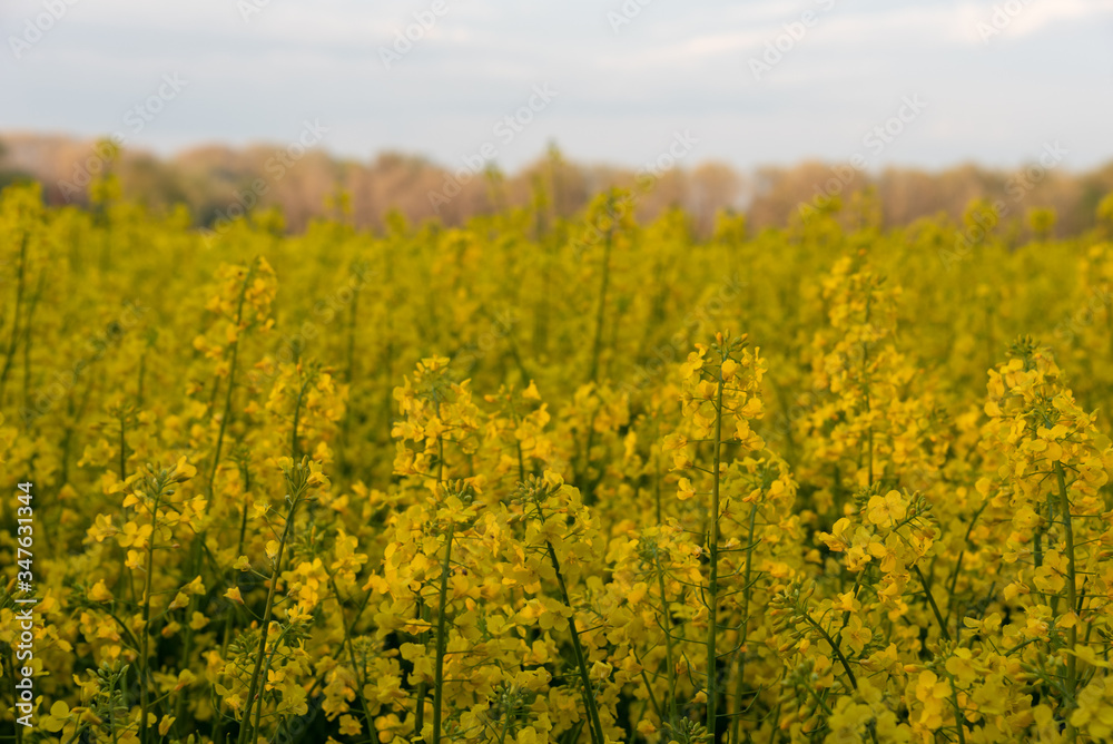 Yellow field of rape in Poland. Selective focus. 