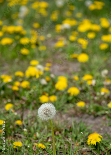 Single dandelion on the meadow with blurred background of yellow flowers.  
