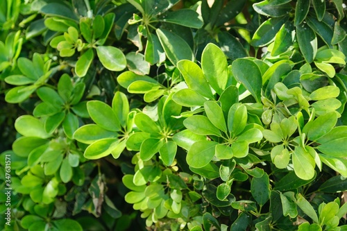 Wallpaper Mural Plant green background, top view on evergreen Schefflera bush Torontodigital.ca