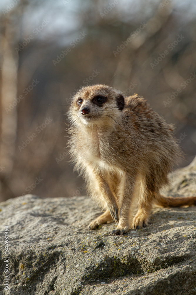 meerkat on guard meerkat on guard