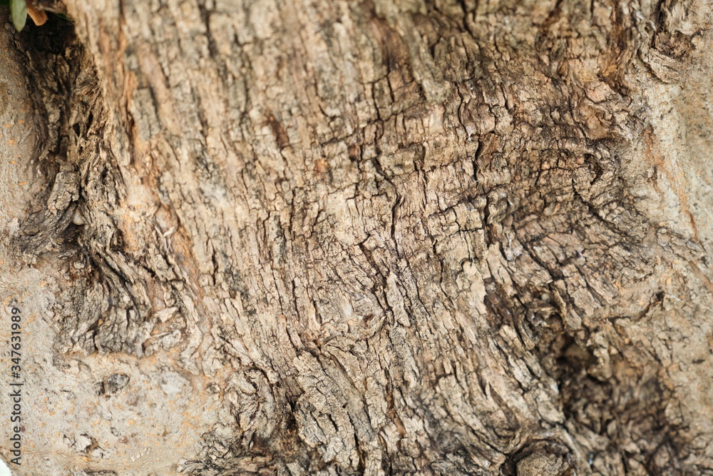 Closeup bark of olive tree, abstract texture background Closeup bark of olive tree, abstract texture background