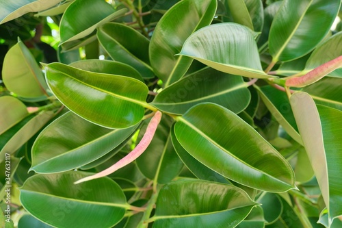 Plant green background, top view on evergreen Ficus elastica bush