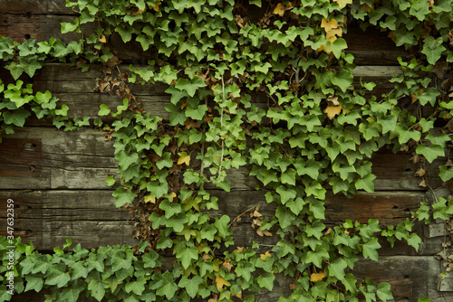 ivy on the wall © Felix