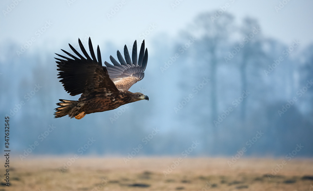 White-tailed eagle (Haliaeetus albicilla) White-tailed eagle (Haliaeetus albicilla)