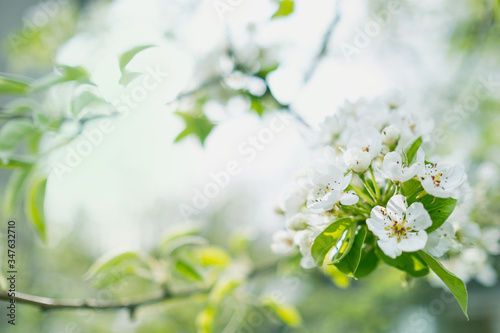 branch Apple trees bloom white, spring garden
