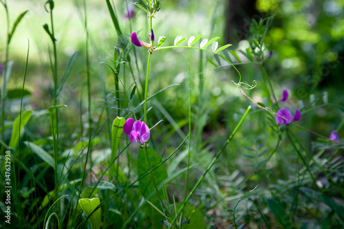 Wild pea / sweetpea