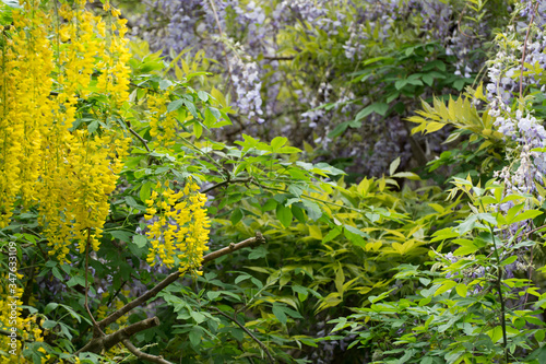 yellow flowers in the garden photo