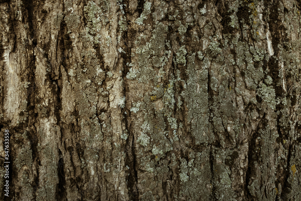 texture wood