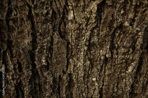 texture wood