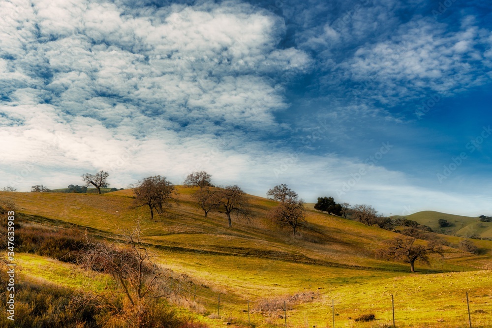 Fototapeta premium autumn landscape with trees and blue sky