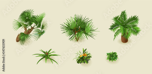 Tropical palm plants on a light background for interior design in isometric. Vector illustration