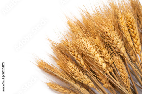 Ears of golden barley on white background.