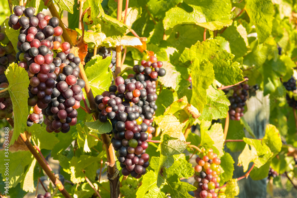 bunches of Pinot Noir grapes ripening on vine in vineyard at harvest time