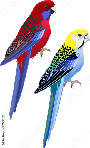 vector Australia parrots Pale-headed rosella and Crimson Rosella photo