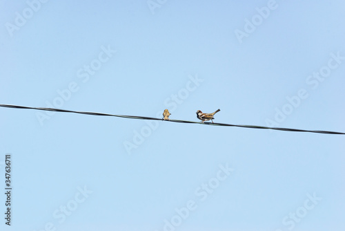 small sparrows on high voltage wires © Roman