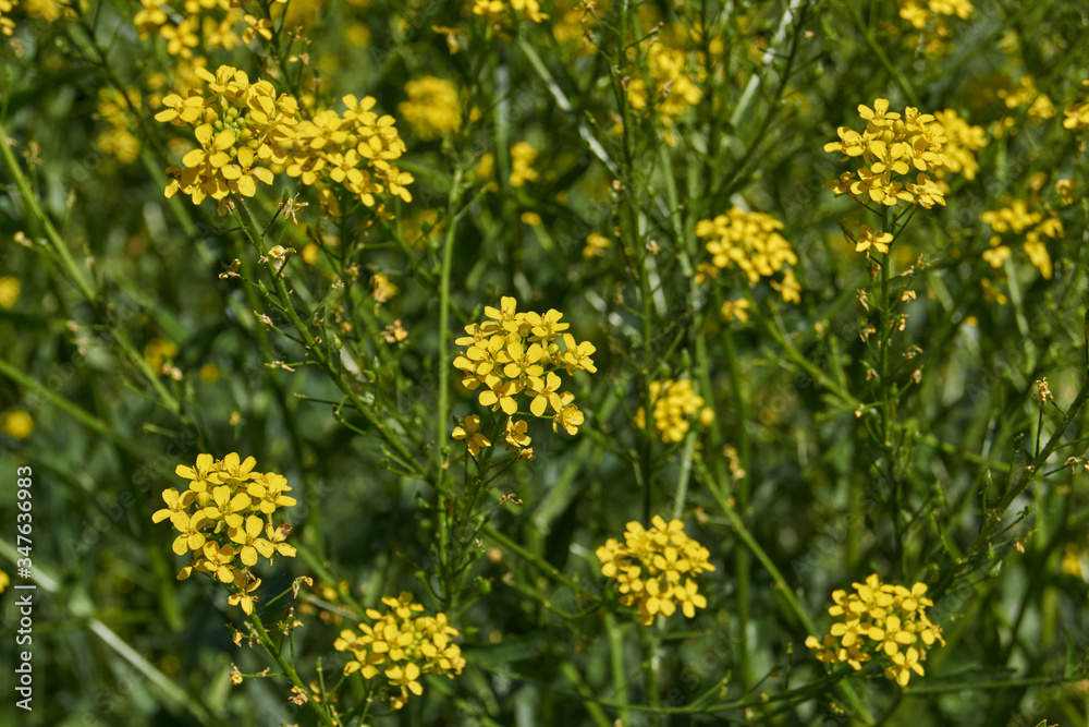 Fototapeta premium The first day of summer. Barbarea vulgaris (lat. Barbarea vulgaris) on a meadow.