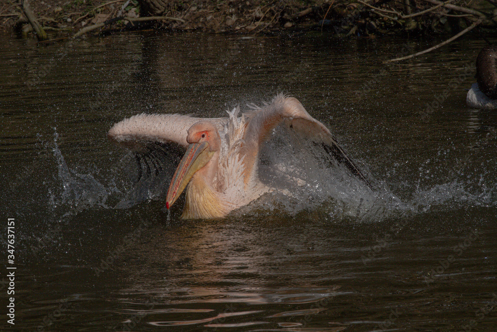 Fototapeta premium pelican in water