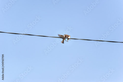 small sparrows on high voltage wires
