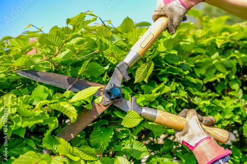 Unidentifiable Caucasian female gardener trimming a hawthorn hedge with a set of manual hedge clippers