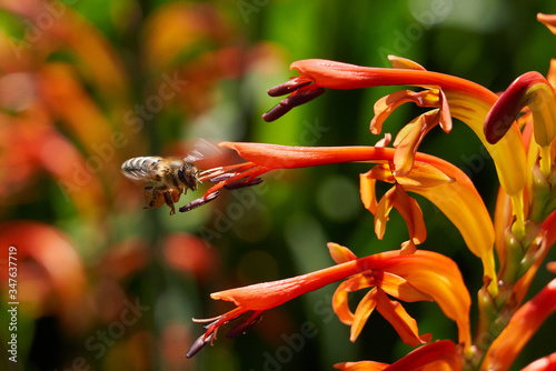 Bee with nectar ball, flying landing and feeding on Lucifer plants. Side and Back views