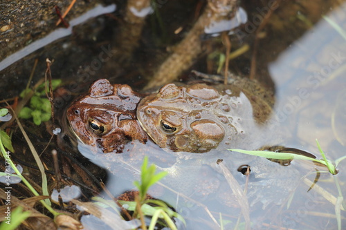 Slika na platnu Toads mating in water