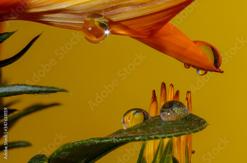 krople wody na płatkach kwiatów bardzo kolorowe makro