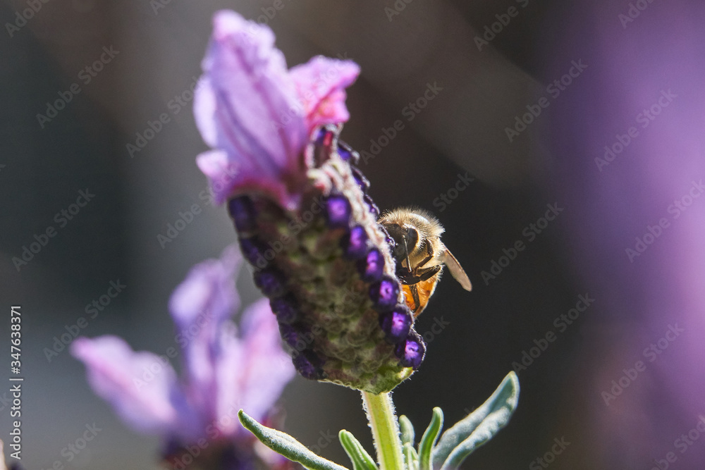 Bee Feeding atop of Purple Lavender plant.