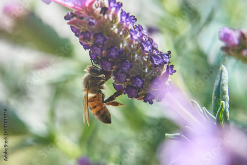 Bee Feeding atop of Purple Lavender plant.