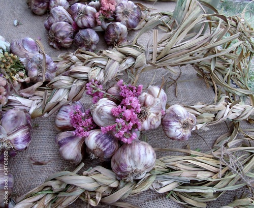 Garlic braids tied with dried statice flowers photo