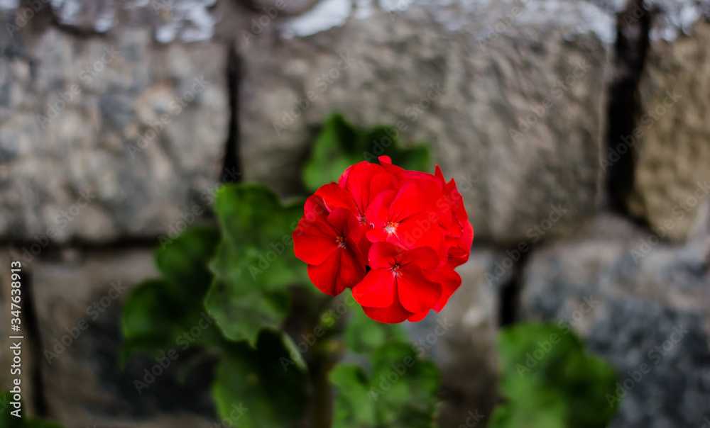 Colorful flowers of botanical garden and rose garden of Ooty Tamilnadu India
