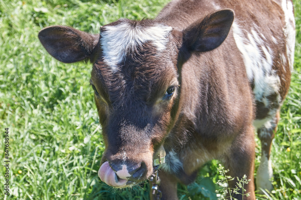 Fototapeta premium The first day of summer. Goby grazes in the meadow.