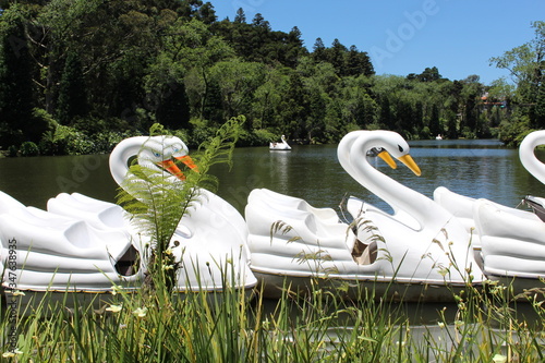 Cisnes no lago