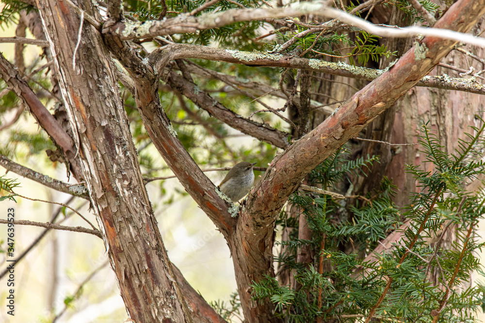 Obraz premium ウグイス