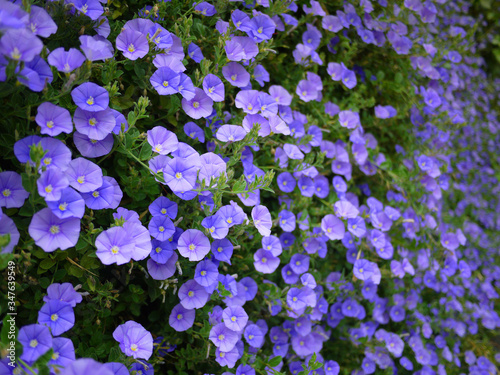 Close up of many purple and blue petunia flowers blossoms climbing on and covering the garden fence.