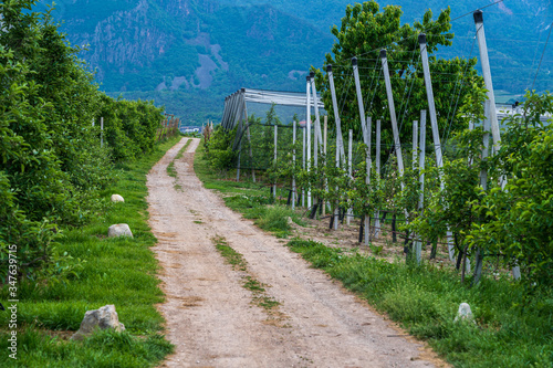 Paths in the orchards of Appiano in Italian South Tyrol